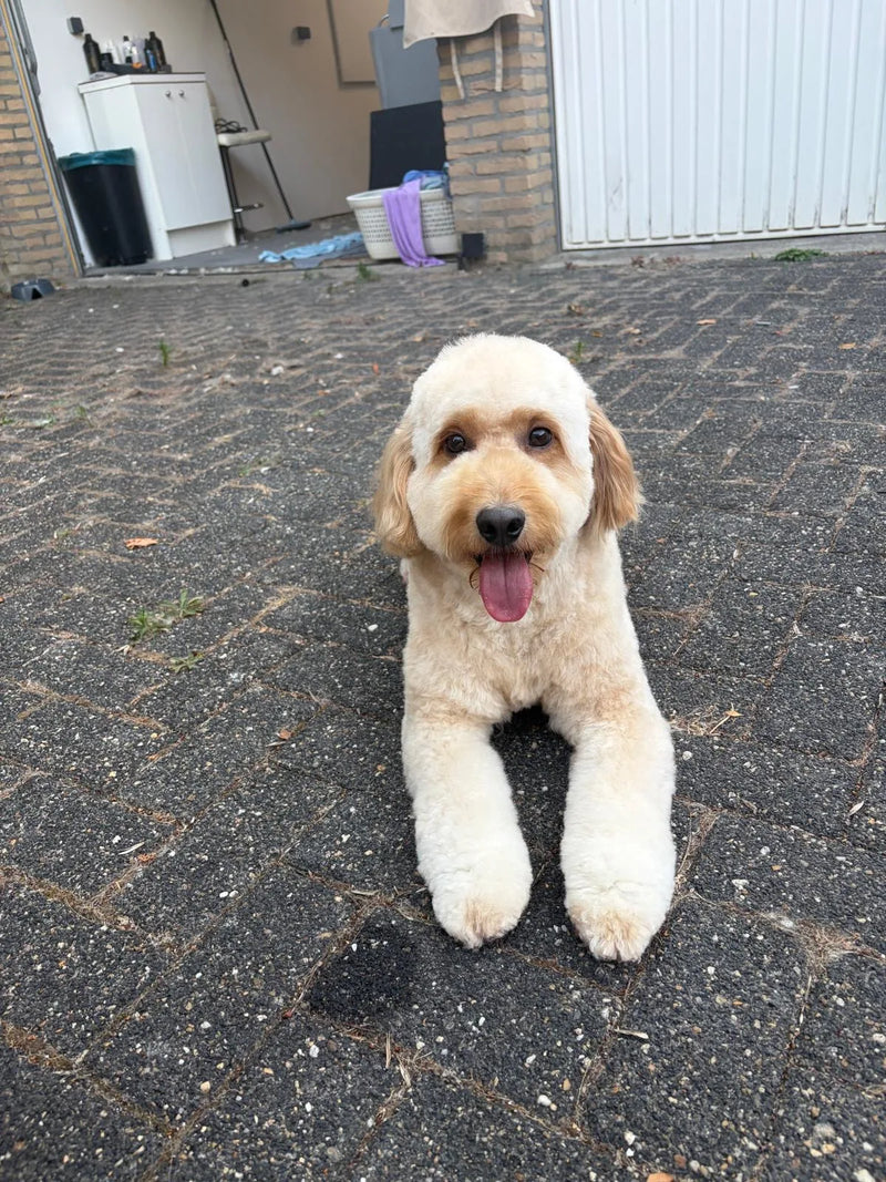 Crème goldendoodle ligt tevreden voor de deur van de trimsalon