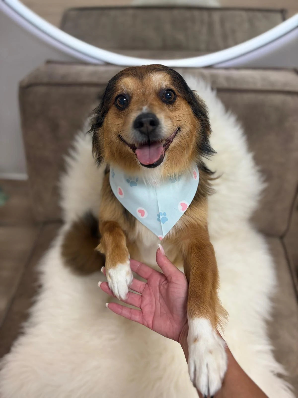 Blije hond met bandana na een trimbeurt bij Noukiessalon in Landgraaf