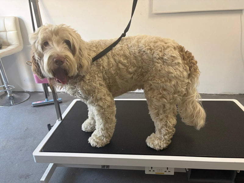 Crème labradoodle staat rustig op de trimtafel