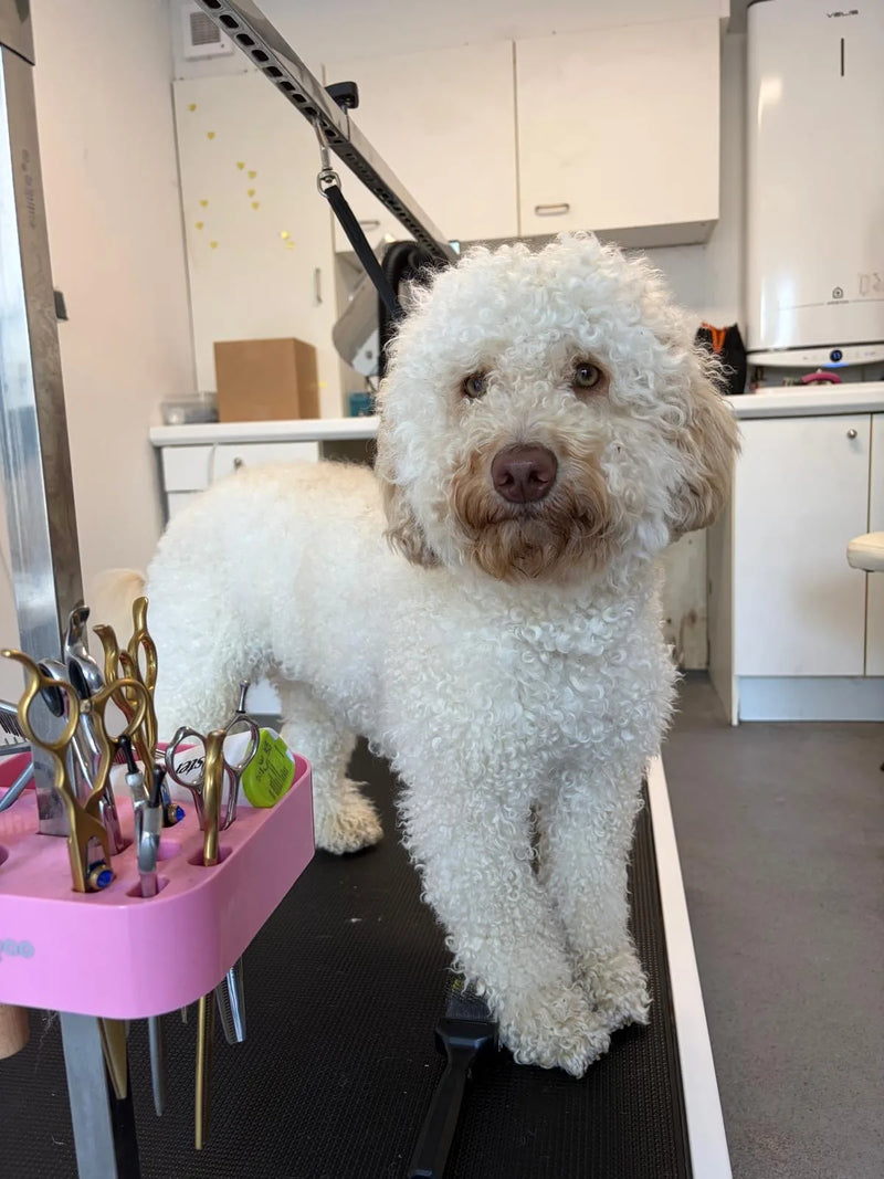 Witte lagotto op de trimtafel bij Noukiessalon in Landgraaf