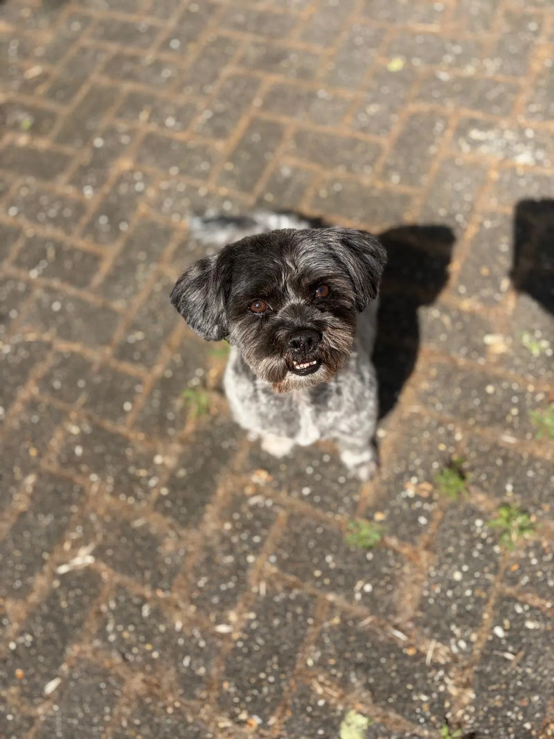 Zwart-witte hond met verzorgde vacht buiten voor de salon