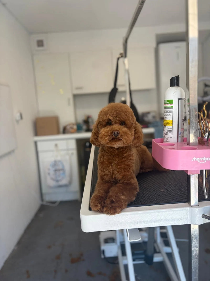 Roodbruine toypoedel ligt ontspannen op de trimtafel